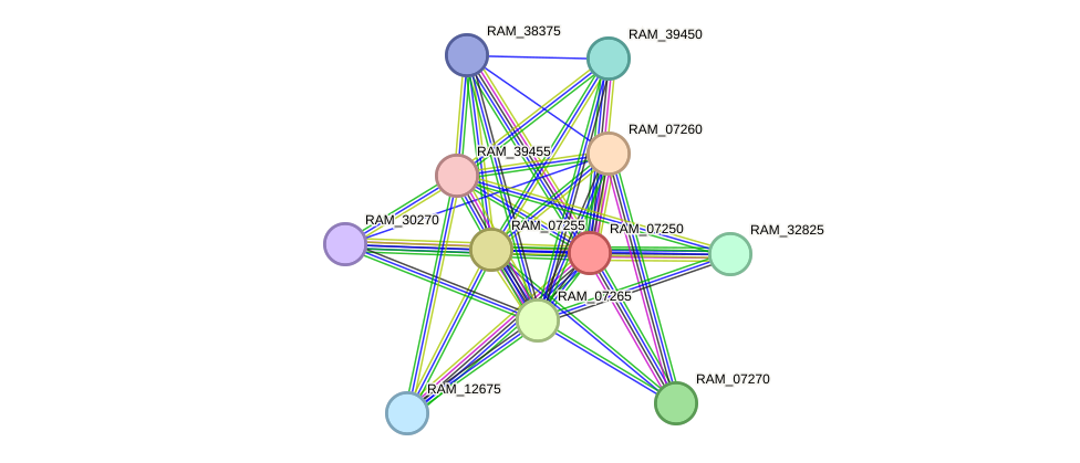 STRING protein interaction network