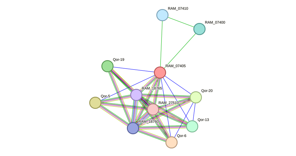 STRING protein interaction network