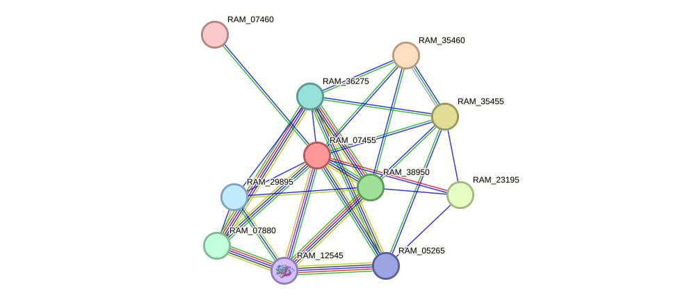 STRING protein interaction network