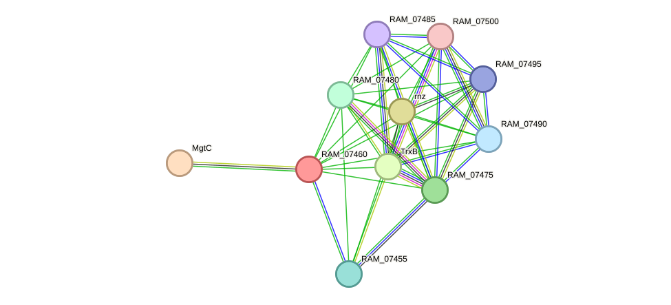 STRING protein interaction network