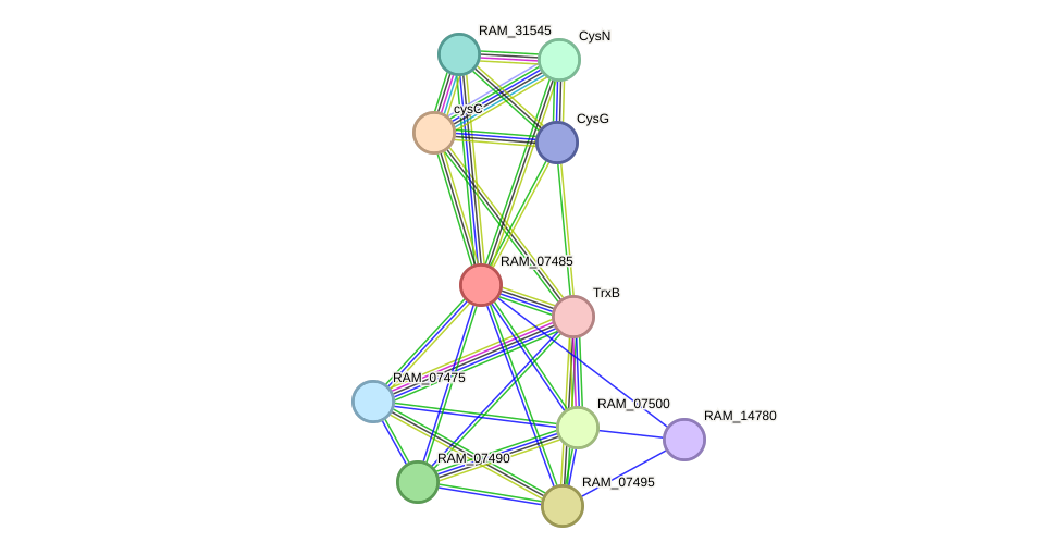 STRING protein interaction network