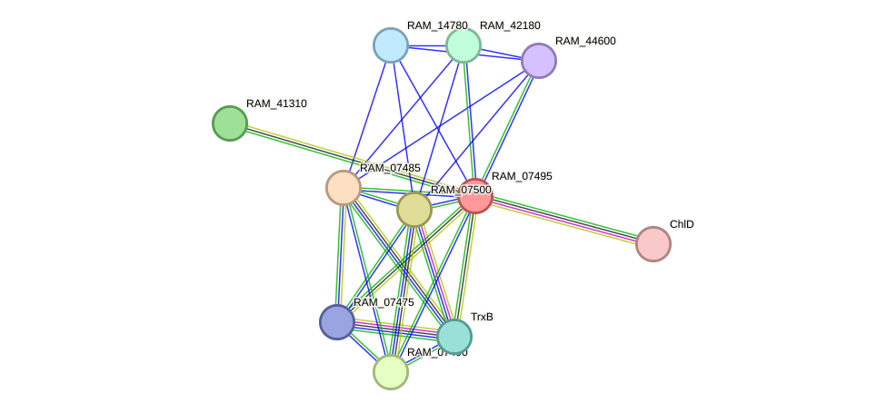 STRING protein interaction network