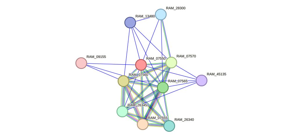 STRING protein interaction network