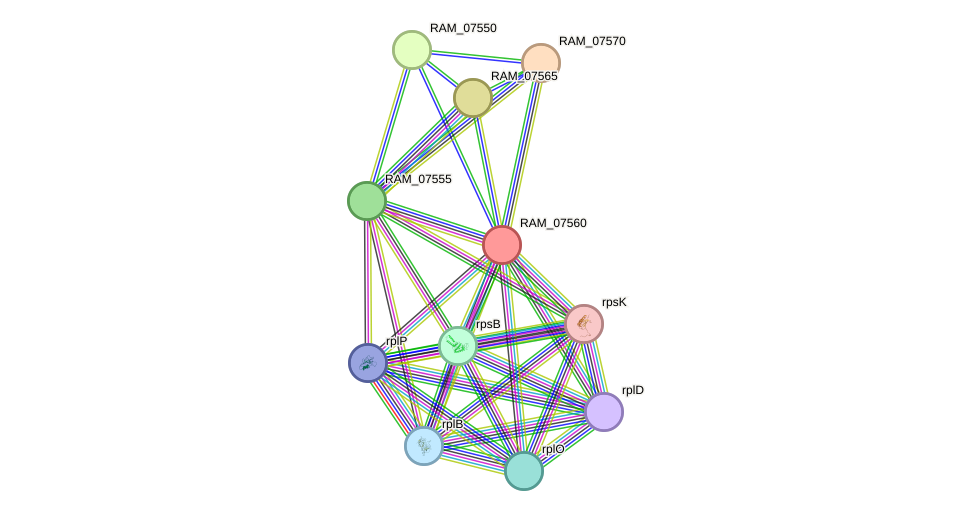 STRING protein interaction network