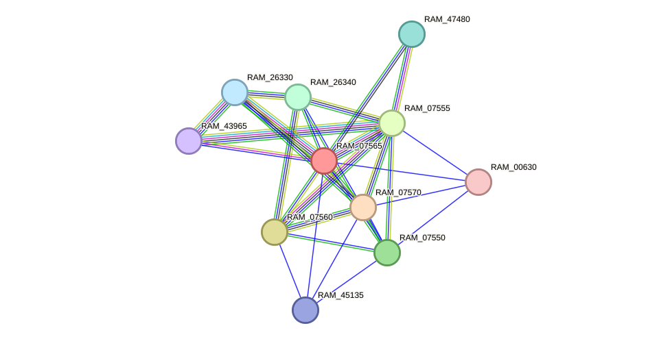 STRING protein interaction network