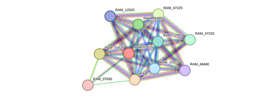 STRING protein interaction network
