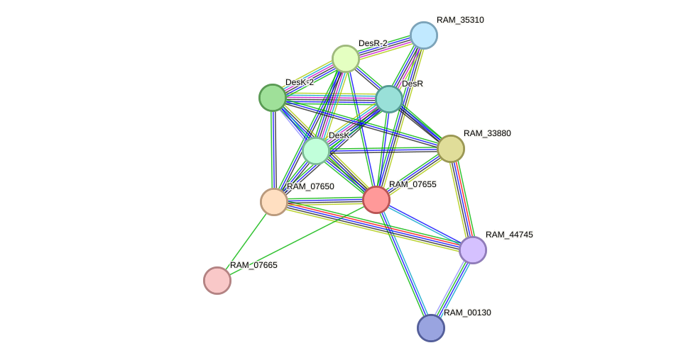 STRING protein interaction network