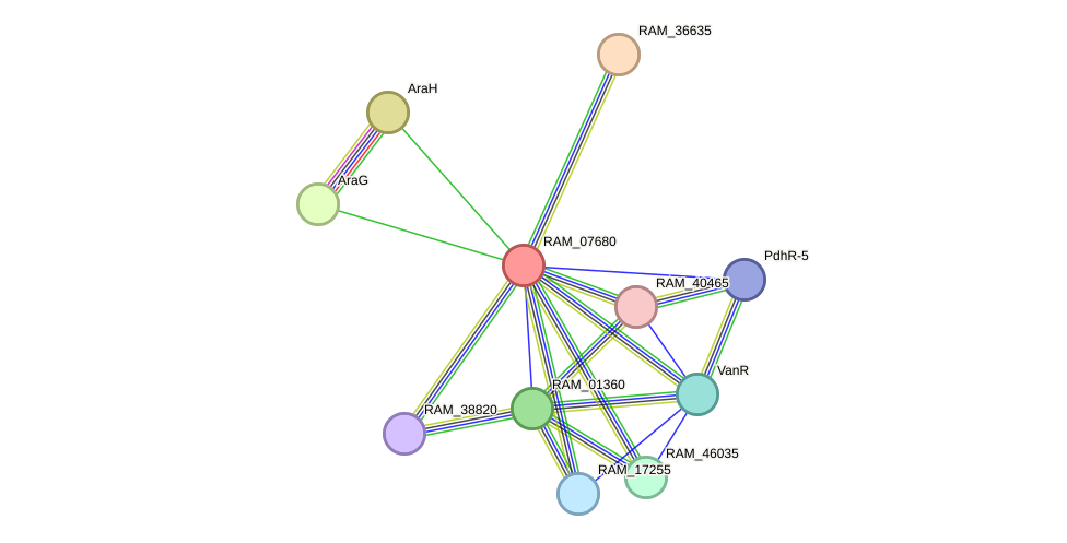 STRING protein interaction network