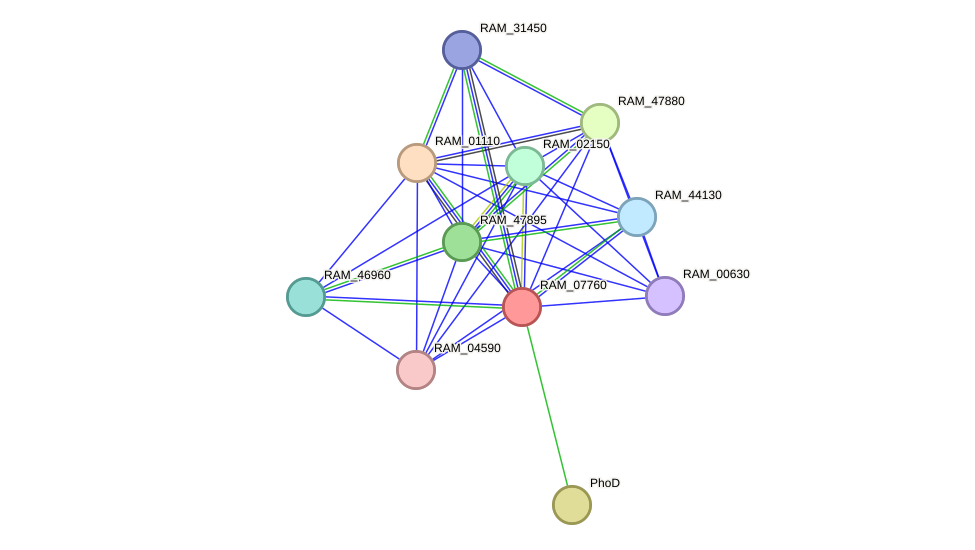 STRING protein interaction network