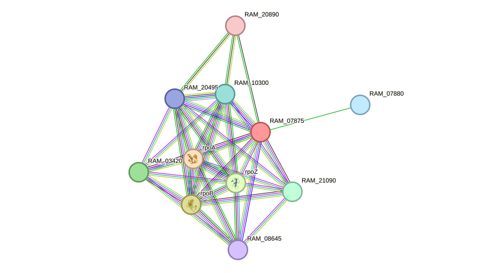 STRING protein interaction network