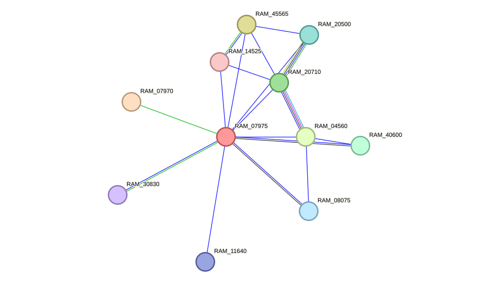 STRING protein interaction network