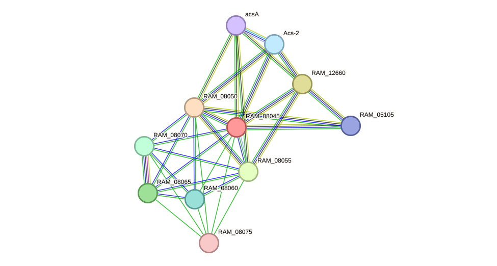 STRING protein interaction network