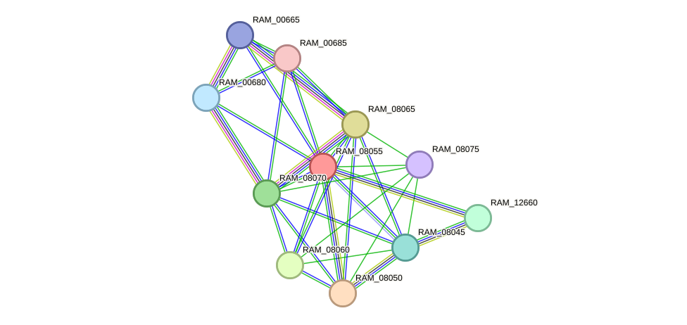 STRING protein interaction network