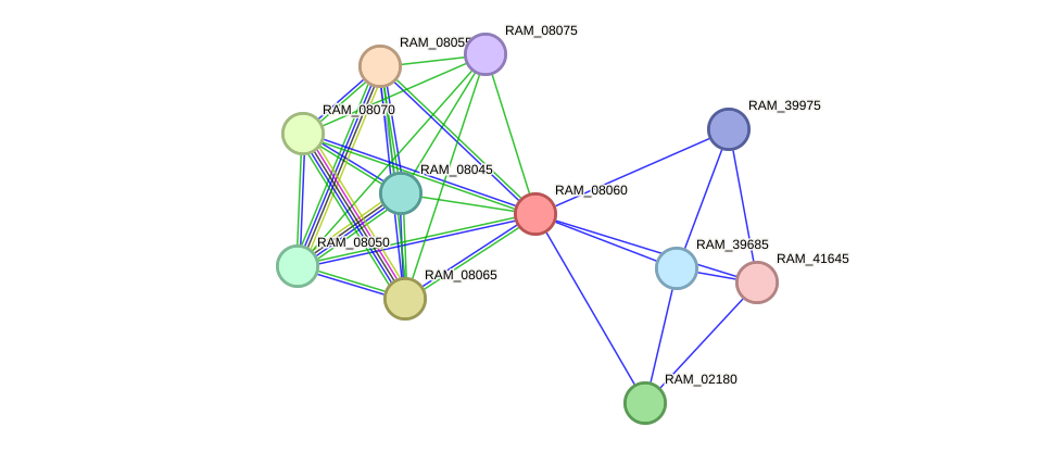 STRING protein interaction network