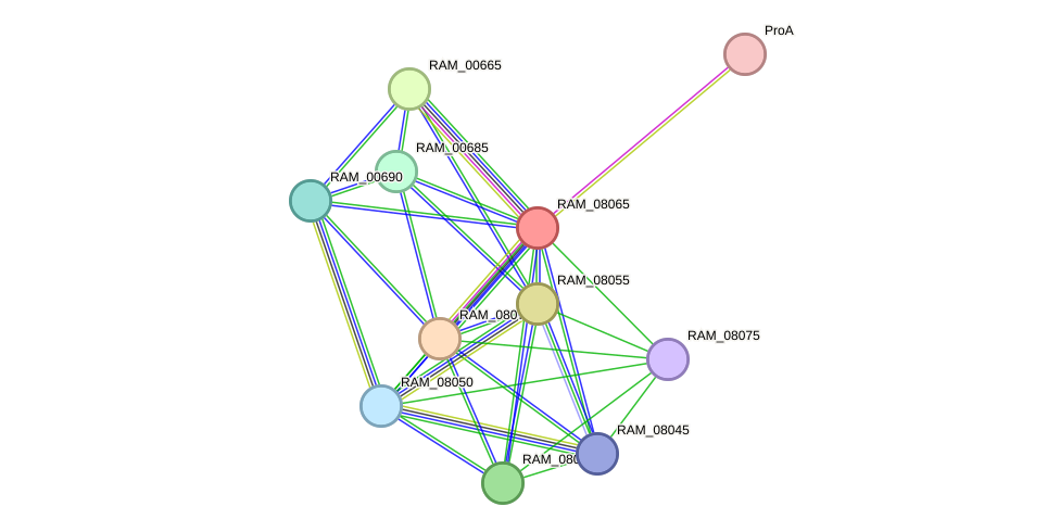 STRING protein interaction network