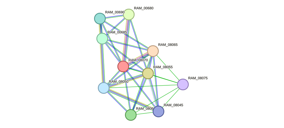 STRING protein interaction network