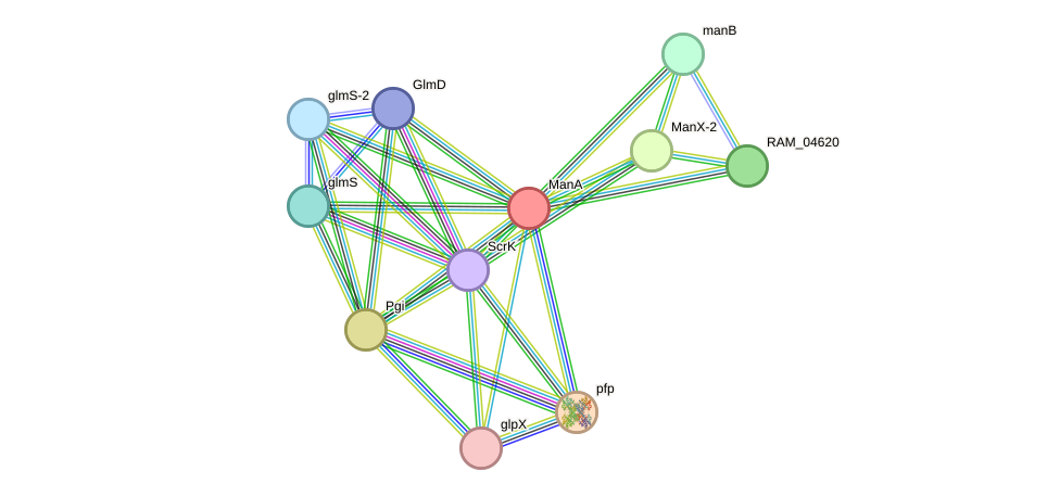 STRING protein interaction network