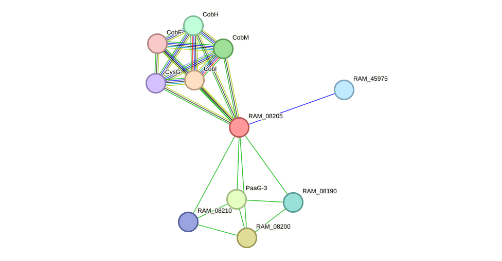 STRING protein interaction network