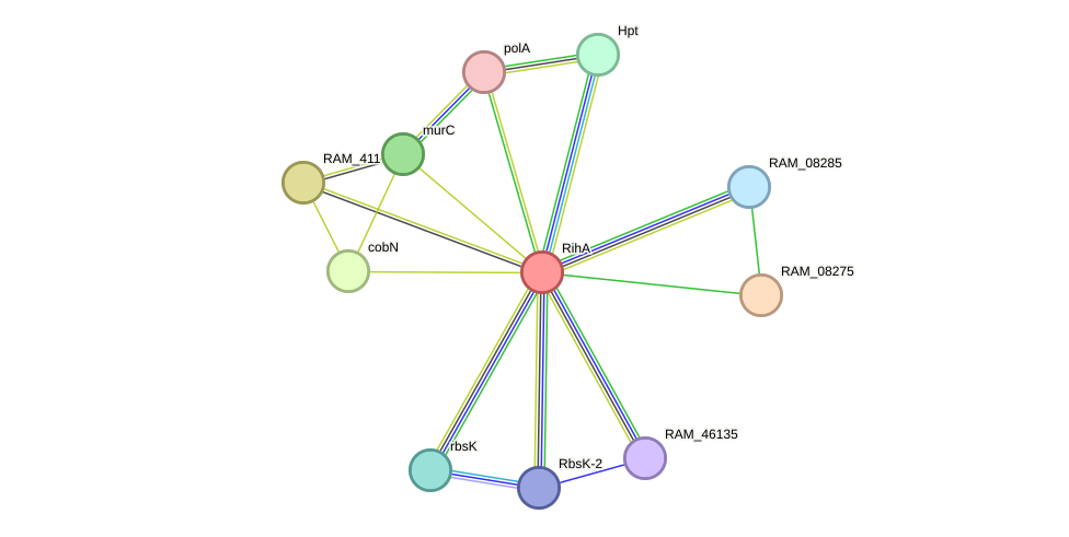 STRING protein interaction network