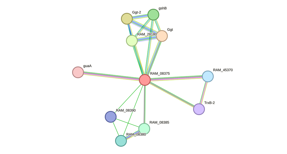 STRING protein interaction network