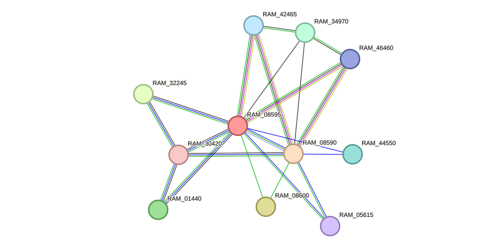 STRING protein interaction network