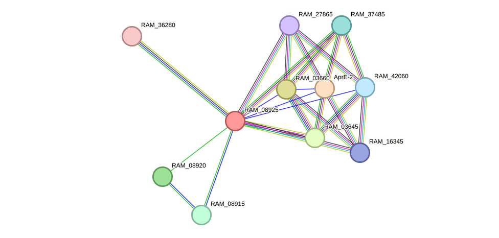 STRING protein interaction network