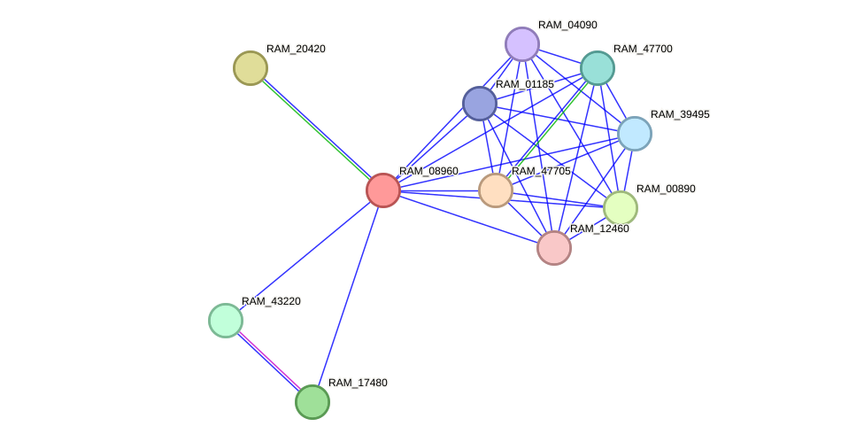 STRING protein interaction network