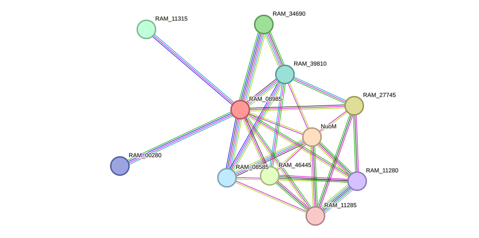 STRING protein interaction network
