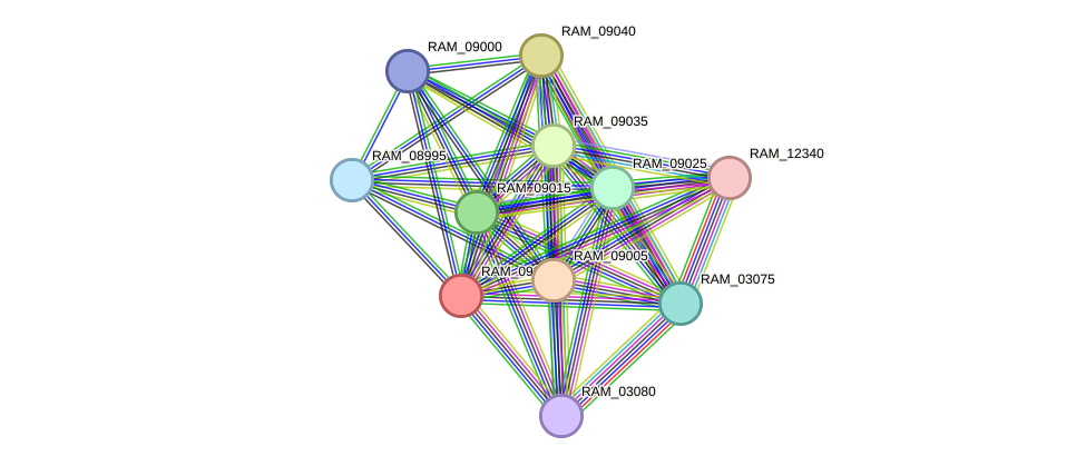 STRING protein interaction network