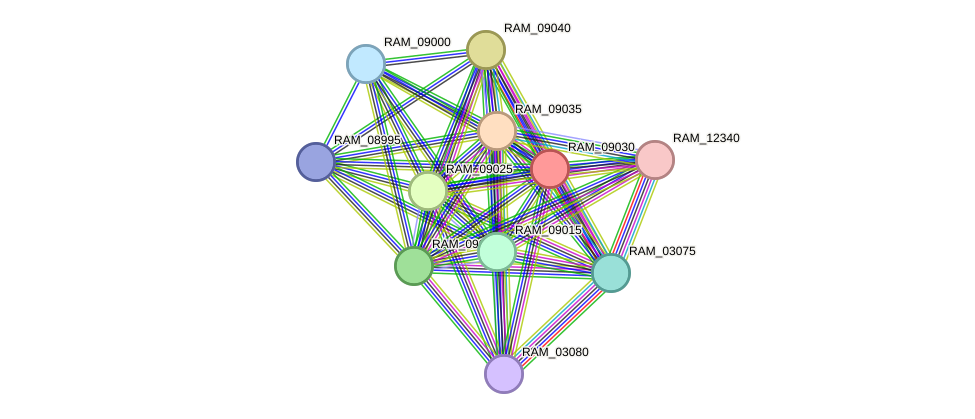 STRING protein interaction network