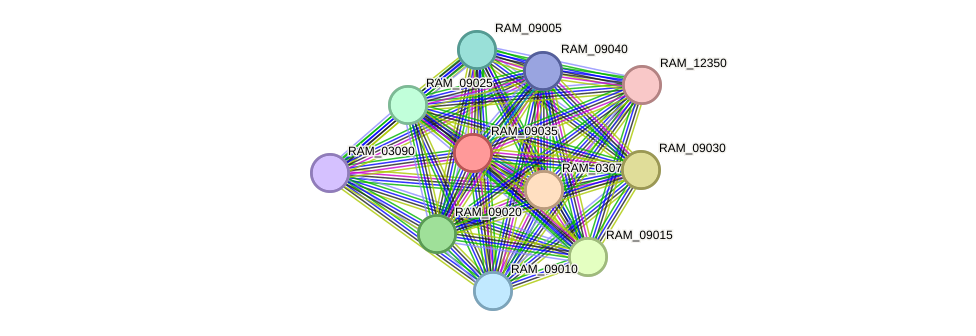 STRING protein interaction network