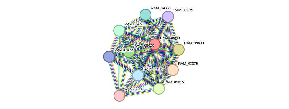 STRING protein interaction network