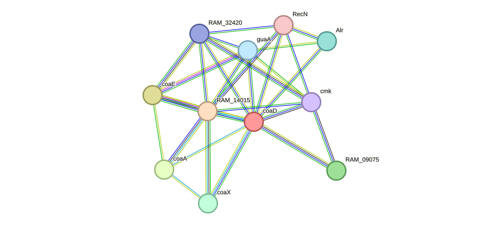 STRING protein interaction network