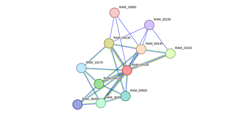 STRING protein interaction network
