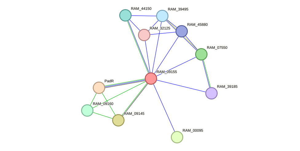 STRING protein interaction network