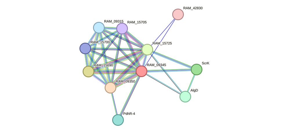 STRING protein interaction network