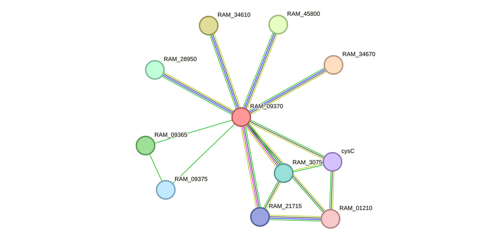 STRING protein interaction network