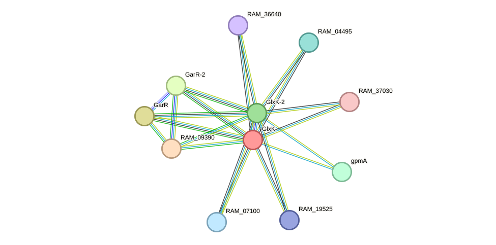 STRING protein interaction network