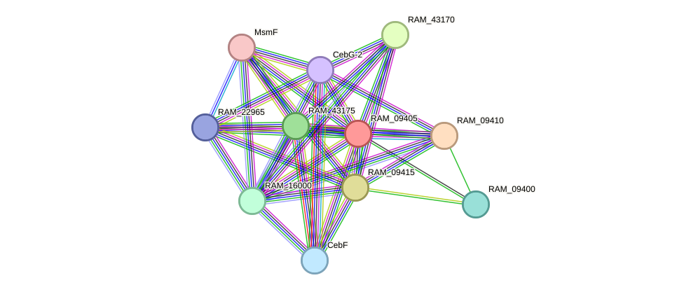 STRING protein interaction network