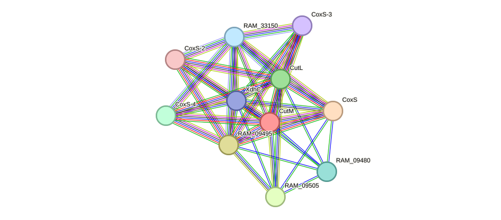 STRING protein interaction network