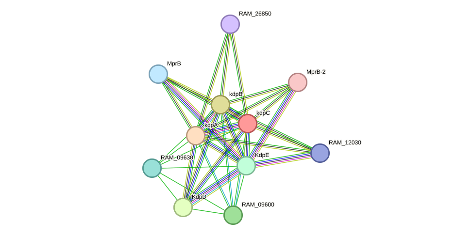 STRING protein interaction network