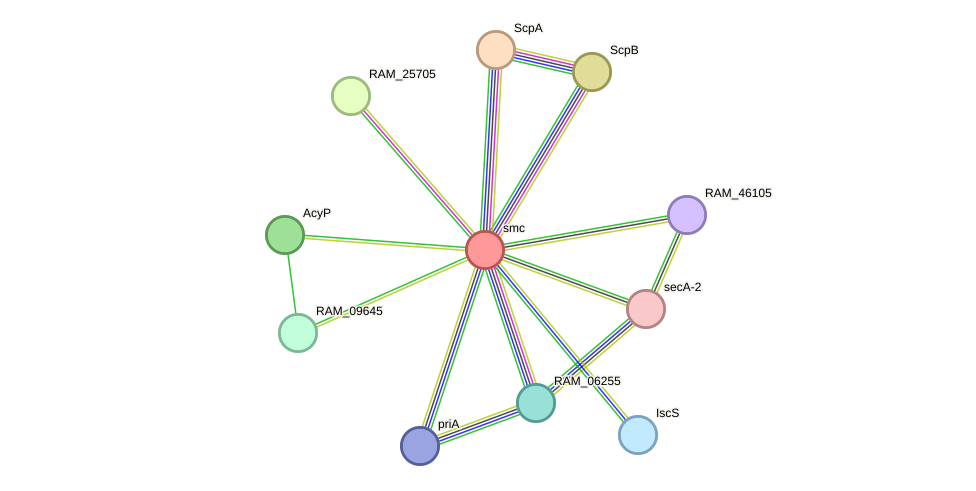 STRING protein interaction network
