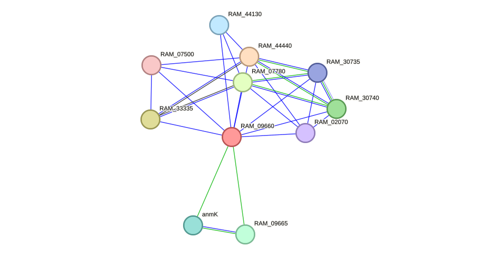 STRING protein interaction network