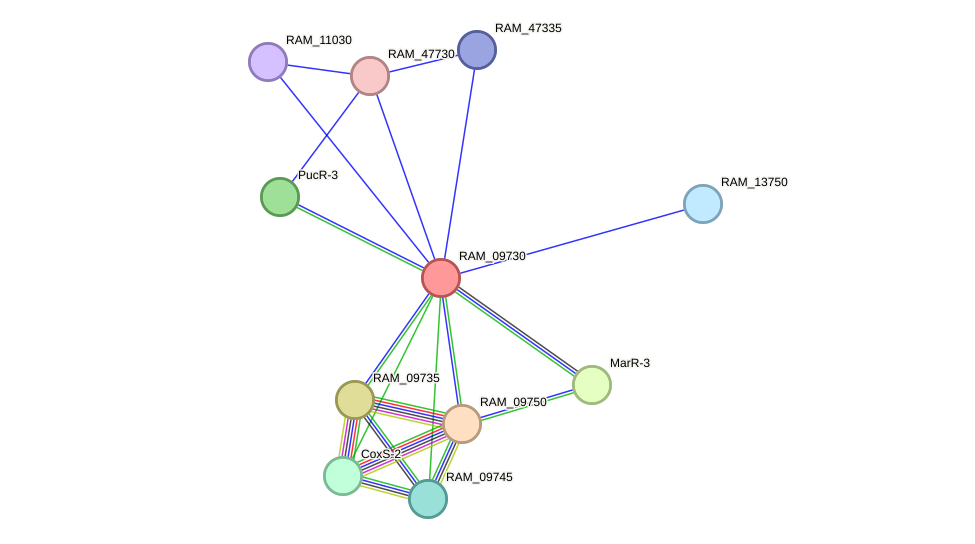 STRING protein interaction network