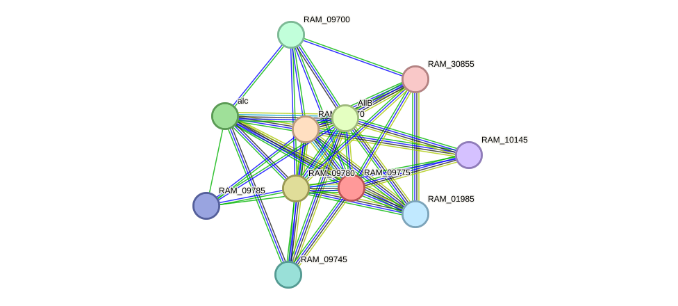 STRING protein interaction network