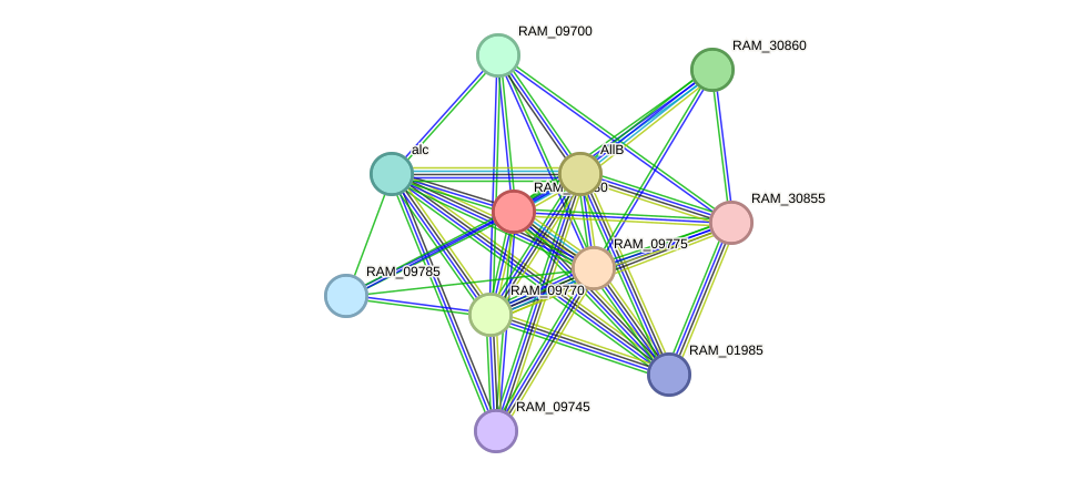STRING protein interaction network