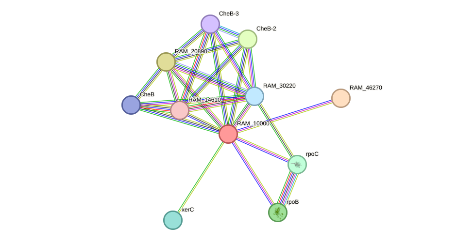 STRING protein interaction network