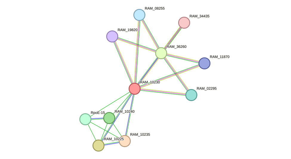 STRING protein interaction network