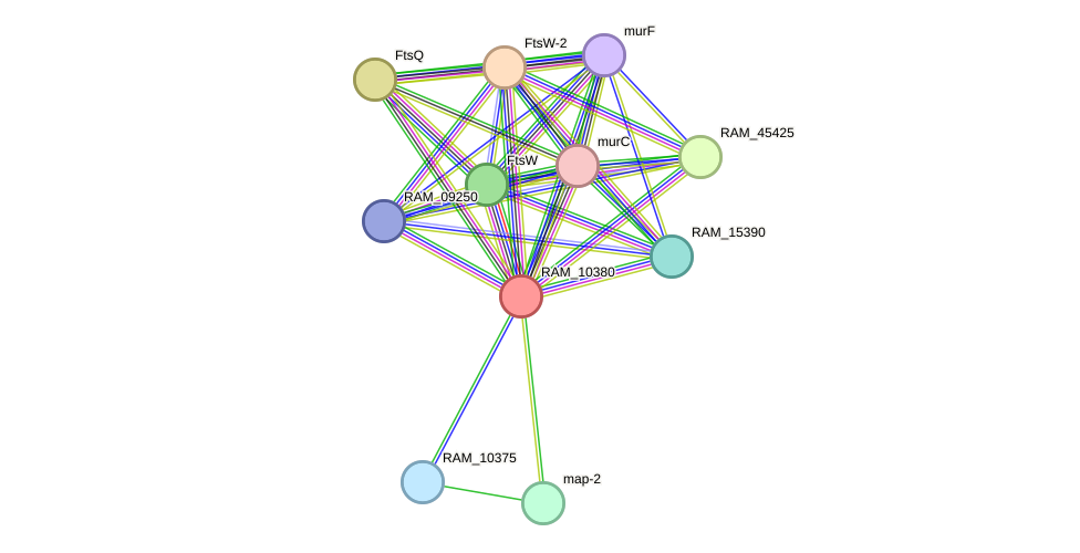 STRING protein interaction network