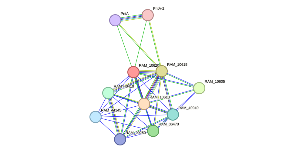 STRING protein interaction network